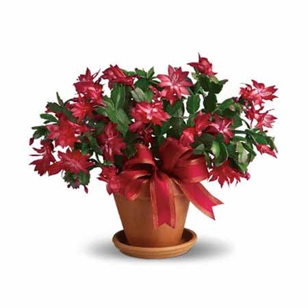 Christmas cactus delivery in potted terra cotta vase for christmas delivery