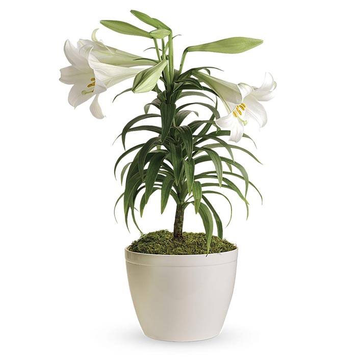 Potted Easter Lily Plant at Send Flowers