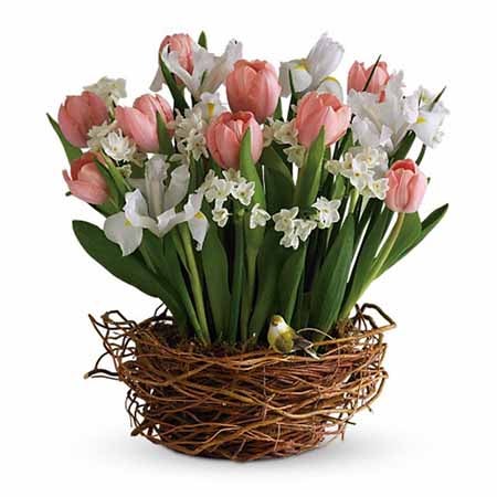 A Bouquet of White Irises, Blush Tulips, Ivory Narcissus and  Elegant Song Bird in a  Wicker Basket