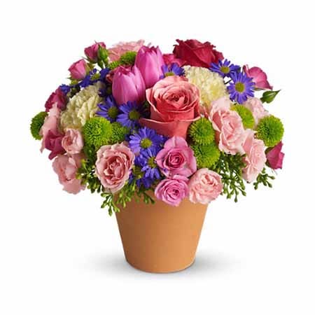 Mixed spring bouquet in a terra cotta pot with pale roses, pink tulips, yellow carnations