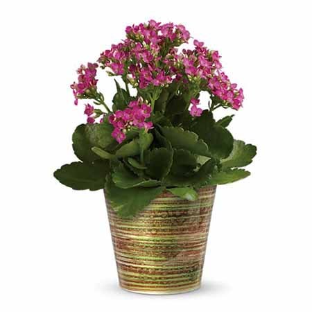 Pink Kalanchoe Planter In Pot in a Glazed Cachepot