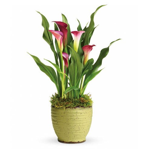 pink calla lily plant calla lily planter at Send Flowers