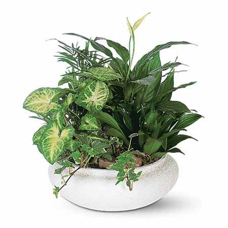 Mixed dish garden plant delivery with palm, ivy, Spathiphyllum and butterfly plant