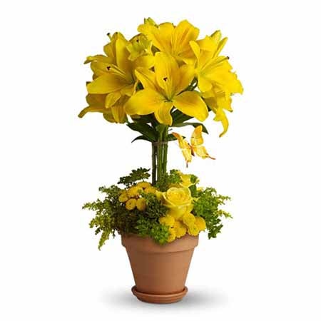 Unique administrative professionals day gift delivery and yellow lily plant delivered