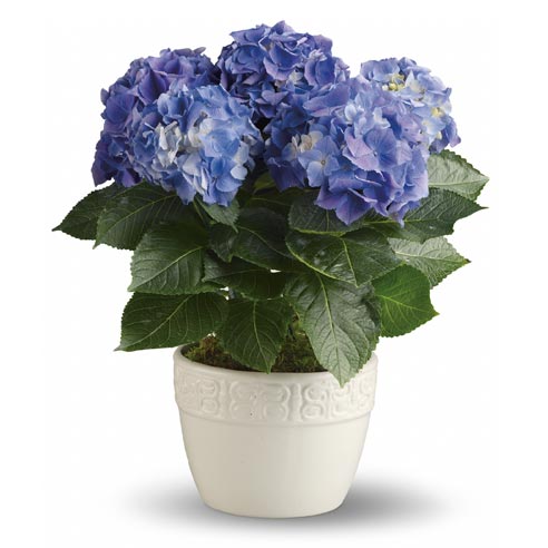 blue hydrangea in planter