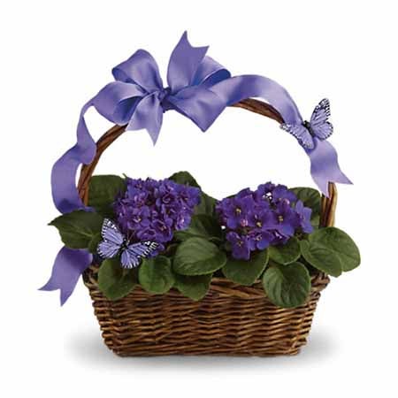 African Violet Plants in a Natural Handled Basket with Decorative Butterflies and Purple Ribbon