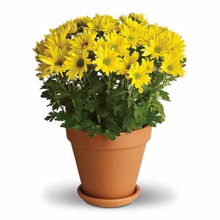 6 Inches Yellow Mum Plant in a Terra Cotta Pot With Saucer with Card Message