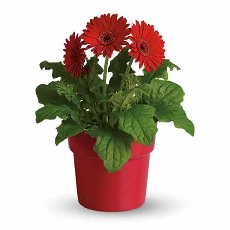 Glorious Rubies Red Daisy Plant at Send Flowers