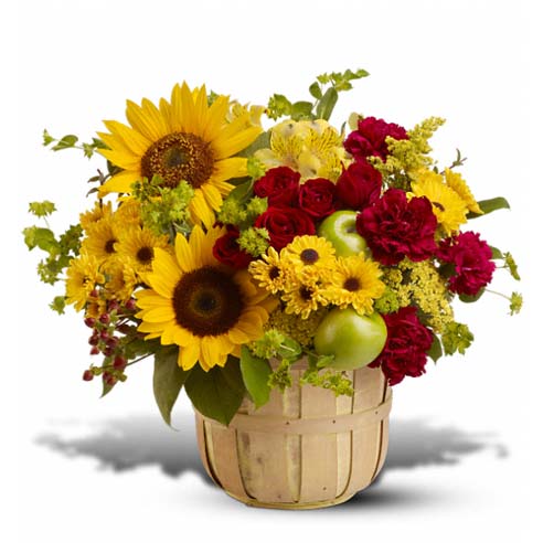 Red Carnations, Small Sunflowers, Viking Spray Chrysanthemums, Red Spray Roses, Yellow Alstroemeria, Yarrow, Solidaster, Red Hypericum, Huckleberry, Bupleurum, Salal and 2 Small Green Apples on a Bushel Basket