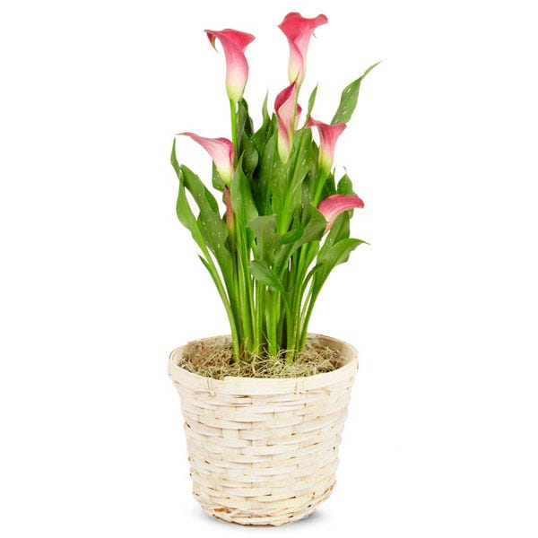 Precious Pink Calla Lily Potted Plant
