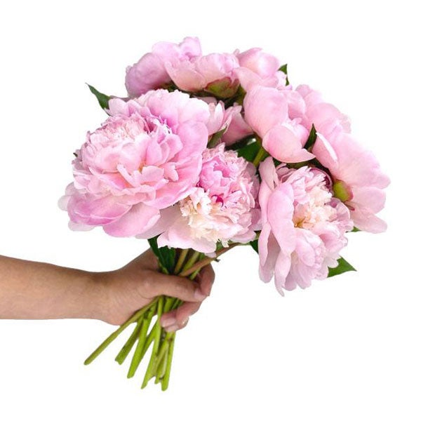 Precious Pink Peonies - 10 Stems at Send Flowers