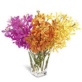 Vibrant Mokara Orchids Bouquet