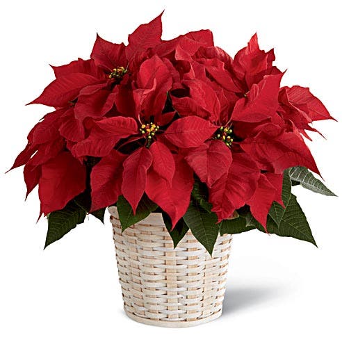 Red Poinsettia Plant (Medium)