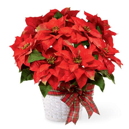 Merry Christmas Poinsettia