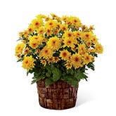 Chrysanthemum Plant