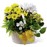 Sunshine Induced Plants Basket