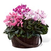 Mixed Pink Cyclamen Planter