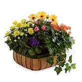  Flowering Plants Dish Garden