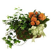 Kalanchoe & Ivy Planter