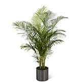 Natural Palm Plant