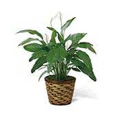 Spathiphyllum plant