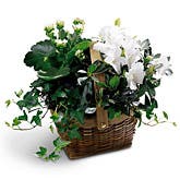 Sweet Serenity Plants Basket