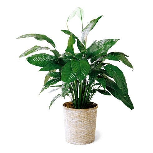 Peace Lily Plant
