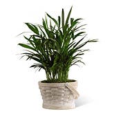 Loving Grace Palm Planter