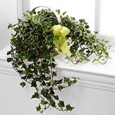 Sending Solace Ivy Planter