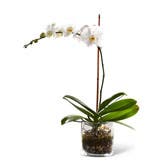 Exquisite White Orchid Planter