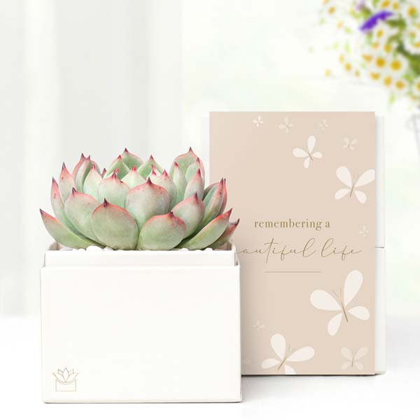 Remembering a Beautiful Life Lula's Garden  Bliss Succulent Gift