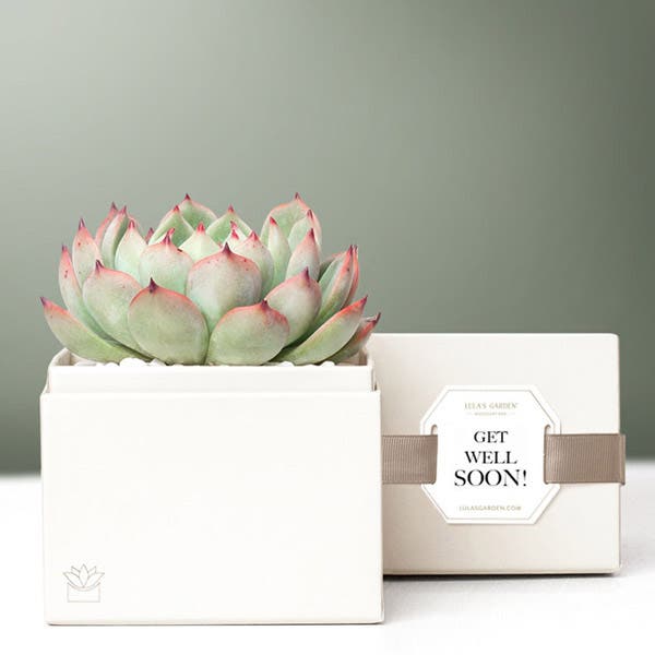 Lula's Garden ® Get Well Soon Potted Bliss Succulent 