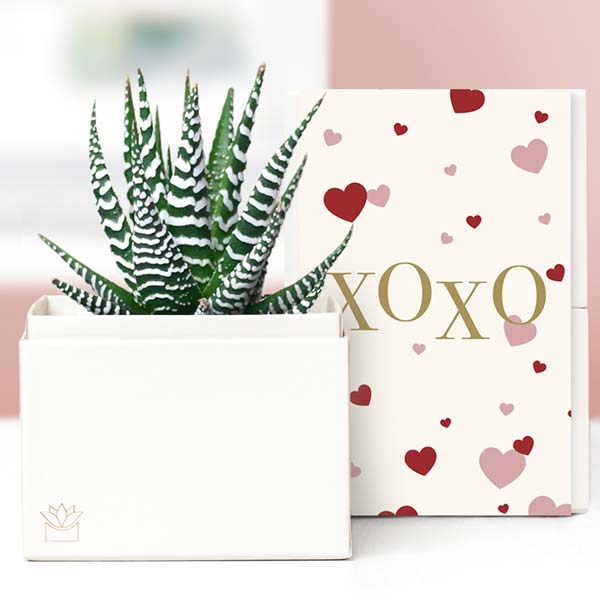 Lula's Garden  Sending Love Zebra Succulent Plant