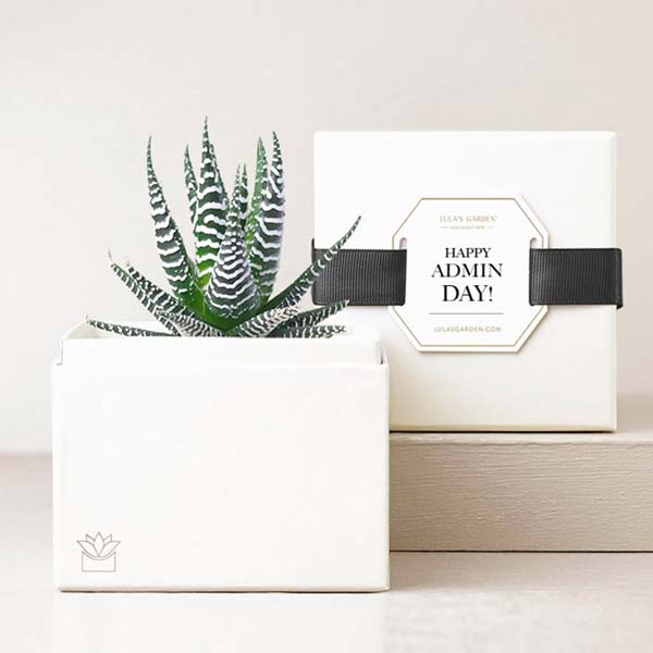 Lula's Garden  Petite Zebra Admin Day Succulent Garden