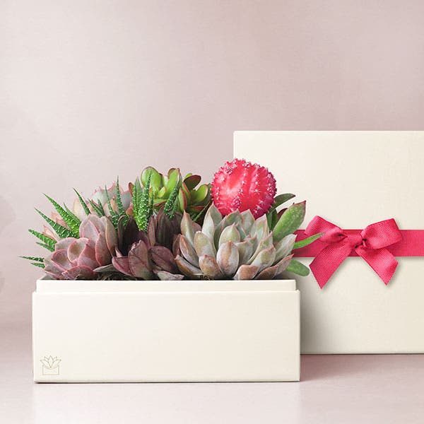 Lula's Garden  XOXO Urban Succulent Garden