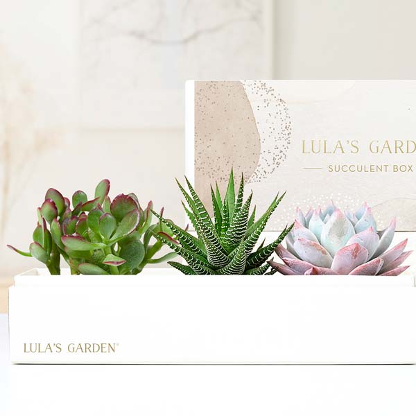 Lula's Garden ® Verdant Deluxe Gift Box