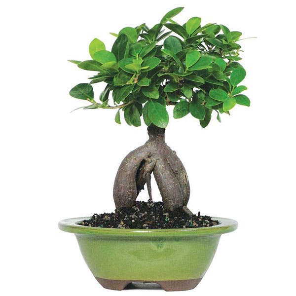 Ficus Ginseng Bonsai Tree
