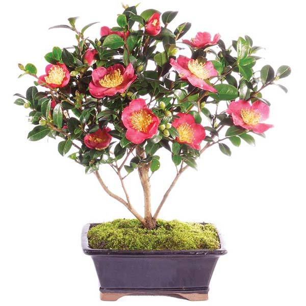 Charming Camellia Bonsai Tree