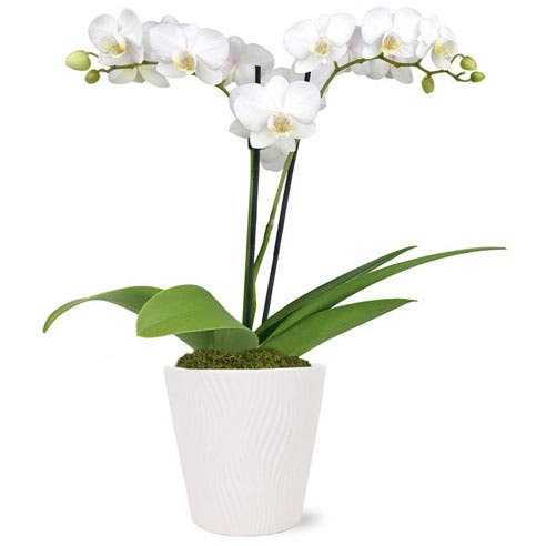 Double White Orchid Potted Plant