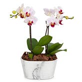 Double Spike Pink Orchid Plant