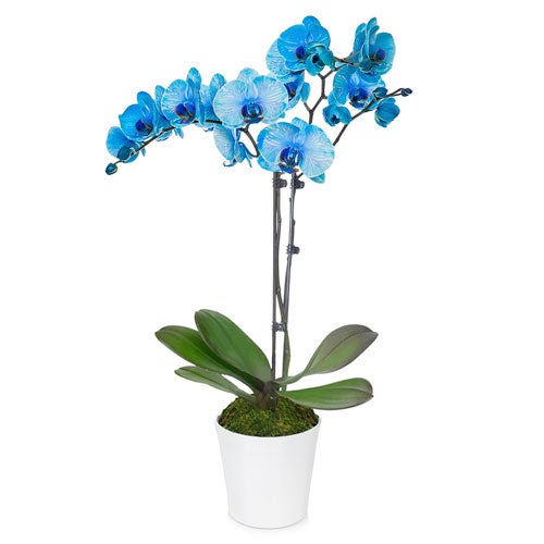 Blue Orchid Plant at Send Flowers