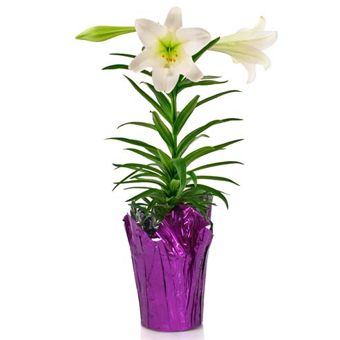 Elegant Easter Lily Planter