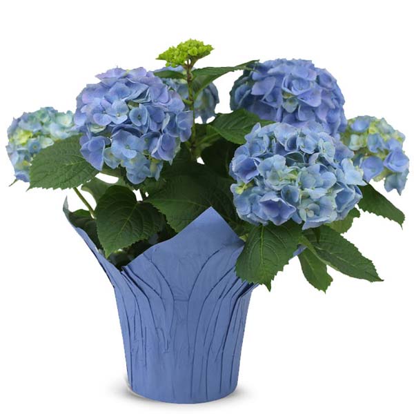Bold Blue Hydrangea