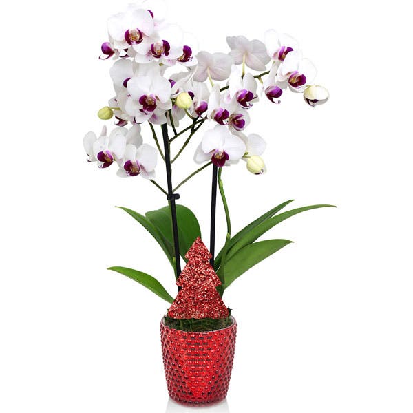 White Christmas Orchid Plant