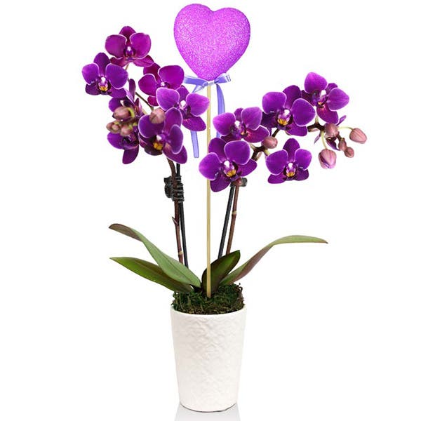 Flirtatious Fuchsia Potted Orchid