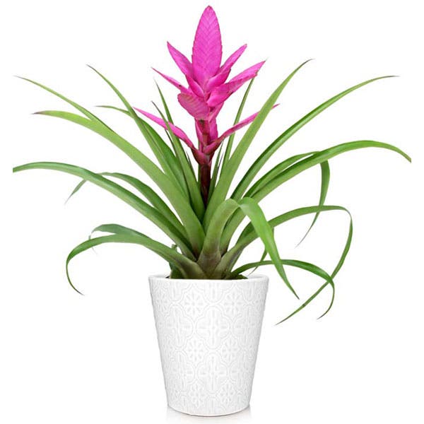 Pink Picturesque Bromeliad