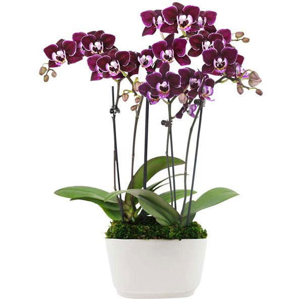 A Vision in Violet Mini Orchids