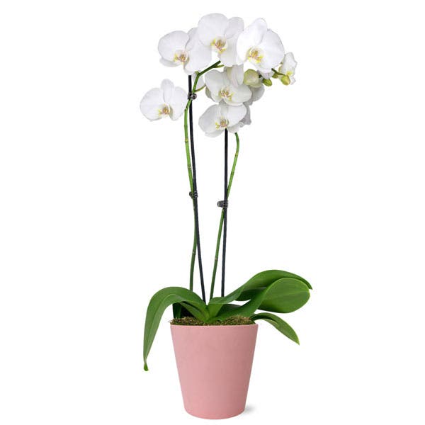 Sweet Blooms Potted Orchid Plant