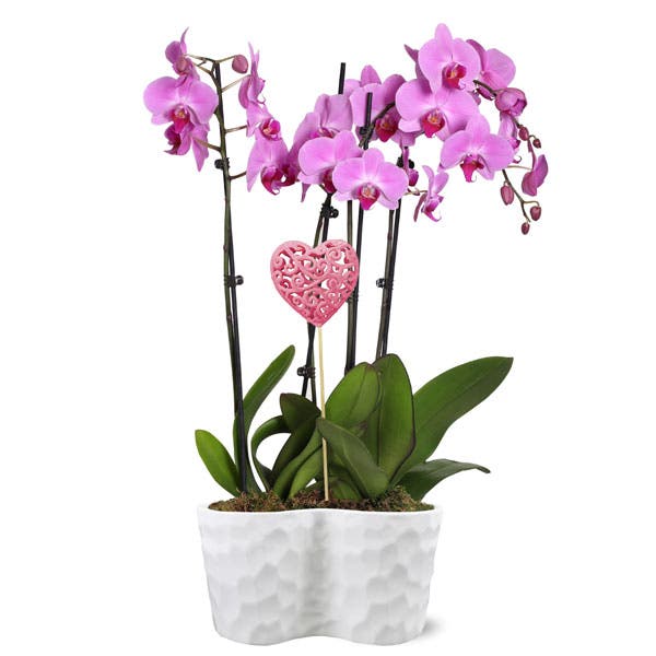 All My Love Pink Orchid Duo