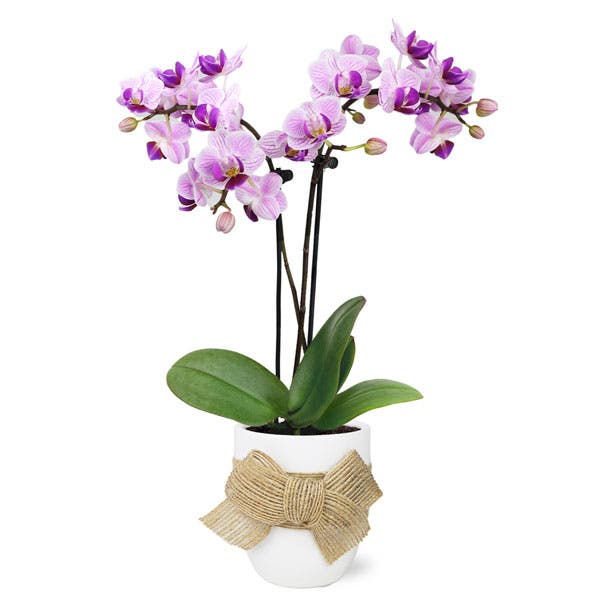 Pretty In Purple Petite Orchid Planter